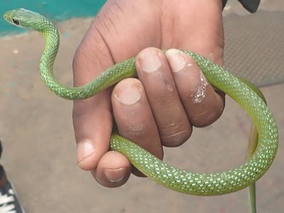 Western Natal Green Snake